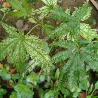 Acer palmatum 'First Ghost'