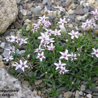 Arenaria purpurascens