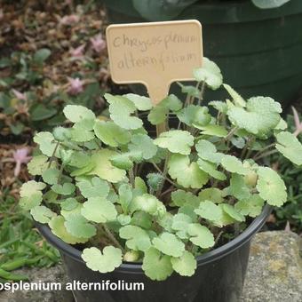 Chrysosplenium alternifolium