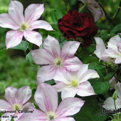 Clematis 'Caroline' - 