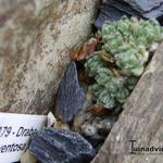 Draba ventosa - 