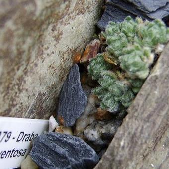 Draba ventosa