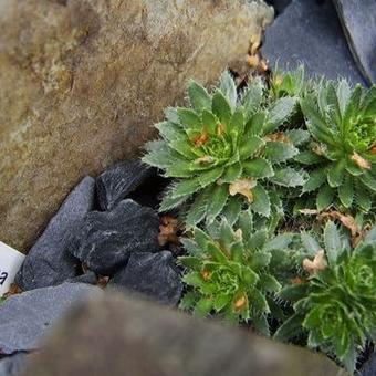 Draba lasiocarpa