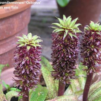 Eucomis vandermerwei 'Octopus'