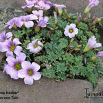 Oxalis 'Ione Hecker' - 