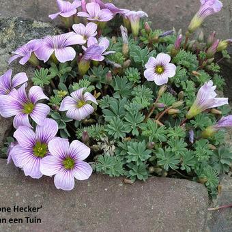 Oxalis 'Ione Hecker'