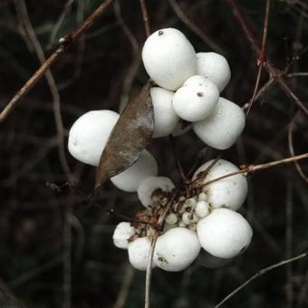 Symphoricarpos albus