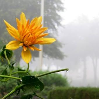 Dahlia 'Gold Crown'