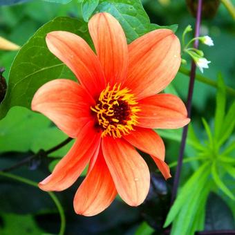 Dahlia 'Catherine Deneuve'