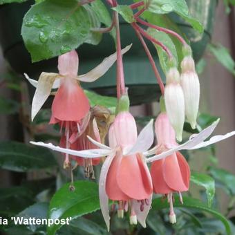 Fuchsia 'Wattenpost'