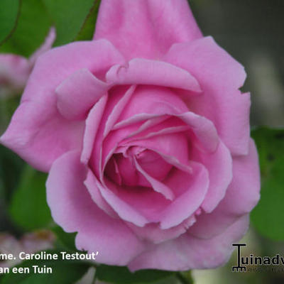 Rosa  'Climbing Mme Caroline Testout'  - 