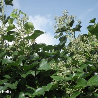 Hedera helix