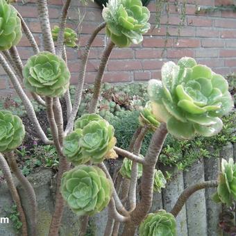 Aeonium