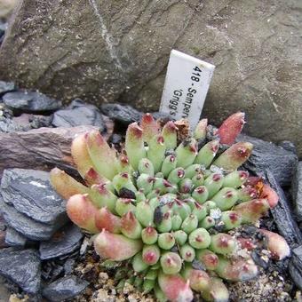 Sempervivum calcareum 'Grigg's Surprise'