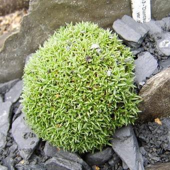 Dianthus arpadianus var. pumila