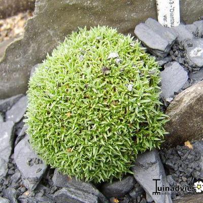 Dianthus arpadianus var. pumila - 