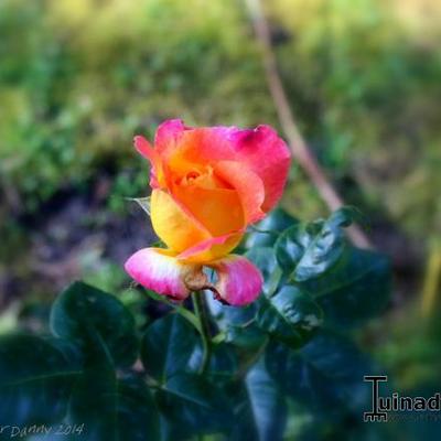 Rosa 'Love & Peace'   - 