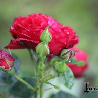 Rosa 'Grand Palace' - 