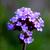 Verbena bonariensis