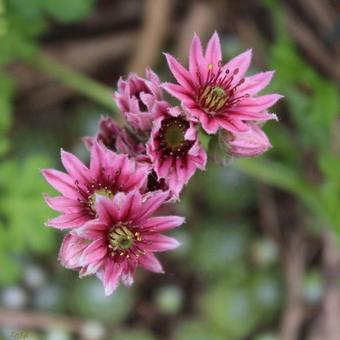 Sempervivum arachnoideum var. Tomentosum