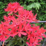 Pelargonium  'Urchin' - 