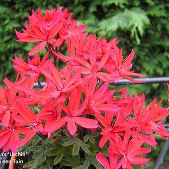 Pelargonium  'Urchin'