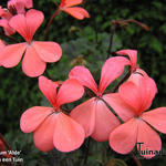 Pelargonium 'Alde' - 