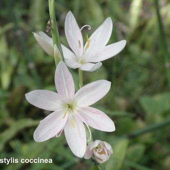 Hesperantha coccinea 'Pink Princess'