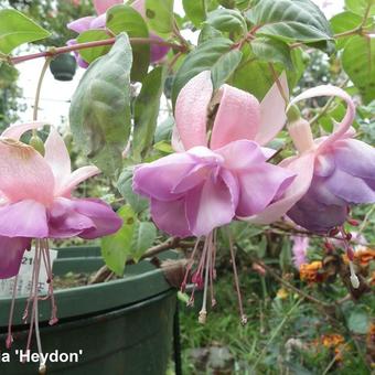 Fuchsia 'Heydon'