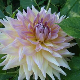 Dahlia 'Ice Cube'