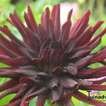 Dahlia 'Chat Noir' - 