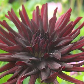 Dahlia 'Chat Noir'