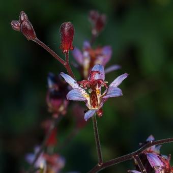 Tricyrtis lasiocarpa