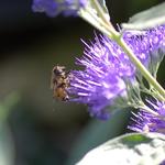 Caryopteris x clandonensis 'Kew Blue' - 