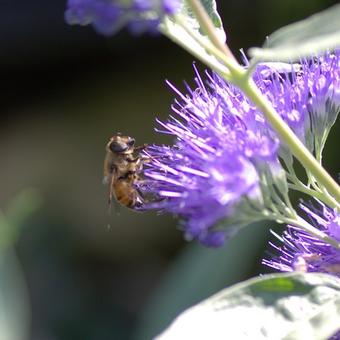 Caryopteris x clandonensis 'Kew Blue'