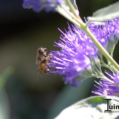 Caryopteris x clandonensis 'Kew Blue' - 