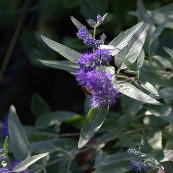 Caryopteris x clandonensis 'Kew Blue'