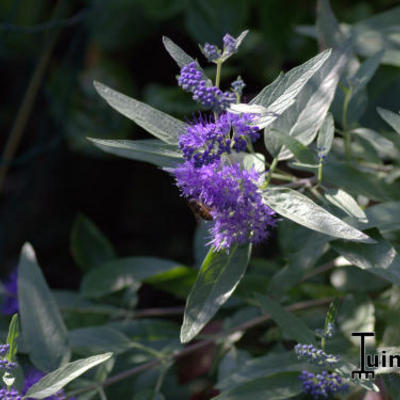 Caryopteris x clandonensis 'Kew Blue'