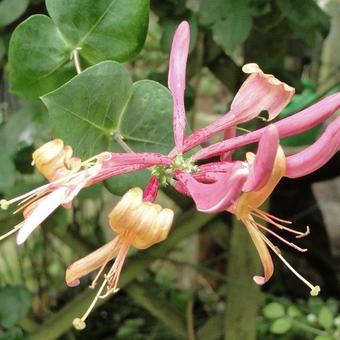 Lonicera periclymenum 'Belgica'