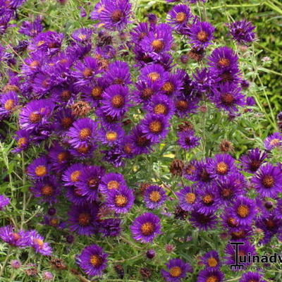 Aster novae-angliae 'Purple Dome'