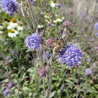 Knautia longifolia