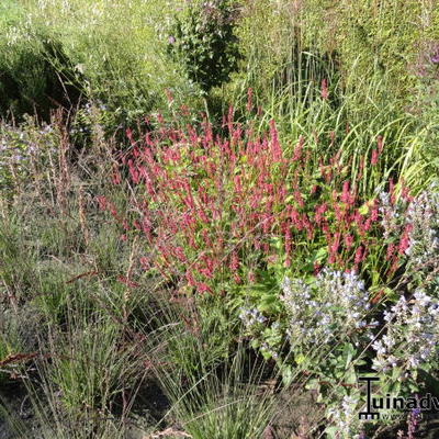 Persicaria amplexicaulis 'Border Beauty' - 