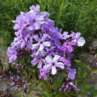 Phlox paniculata 'Blue Evening'