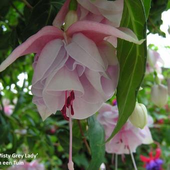 Fuchsia 'Misty Grey Lady'