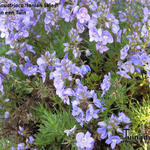 Veronica austriaca 'Ionian Skies' - 