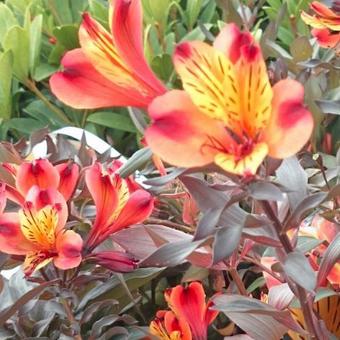 Alstroemeria 'Indian Summer'