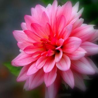 Dahlia 'Gallery Salvador'