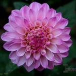 Dahlia 'Princess Laetitia' - 