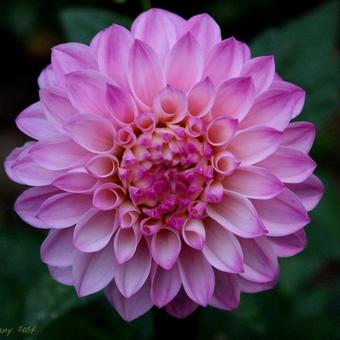 Dahlia 'Princess Laetitia'