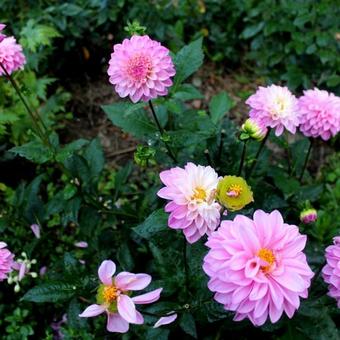 Dahlia 'Princess Laetitia'